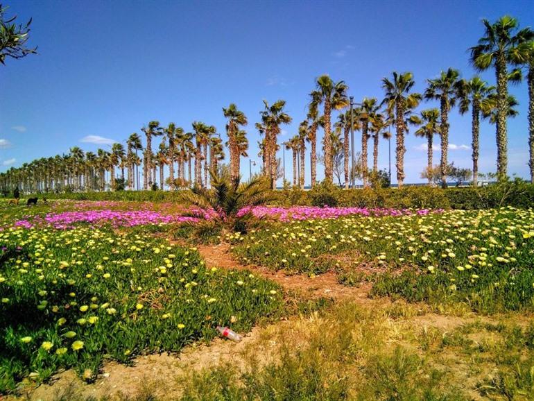 Fietstocht in het teken van Horchata in Valencia