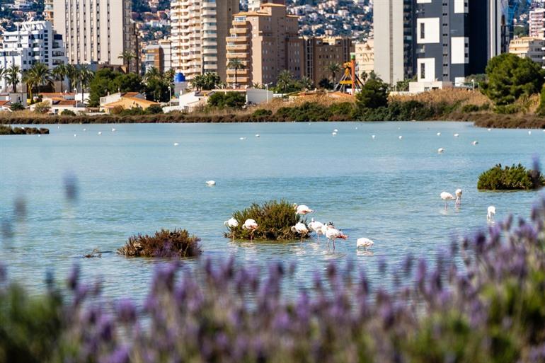 Flamingo's bij Las Salinas de Calpe