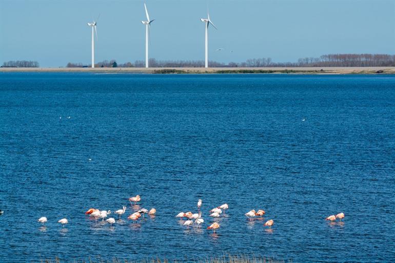 Flamingo's in Battenoord
