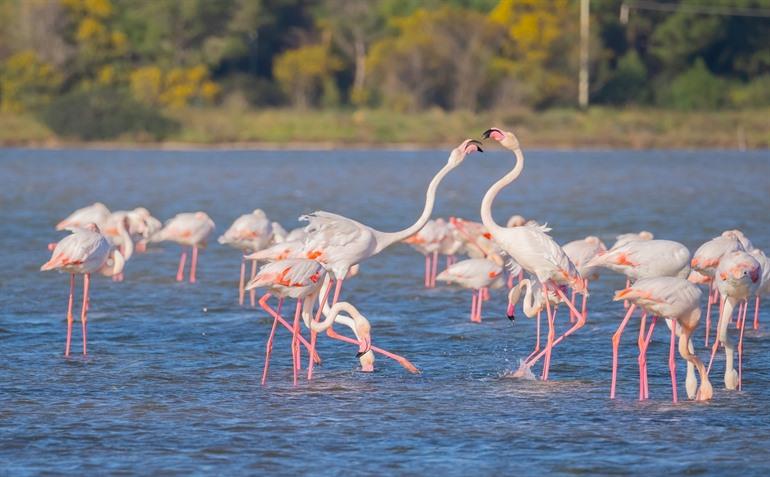 Flamingo's in Porto Pino - Sardinië