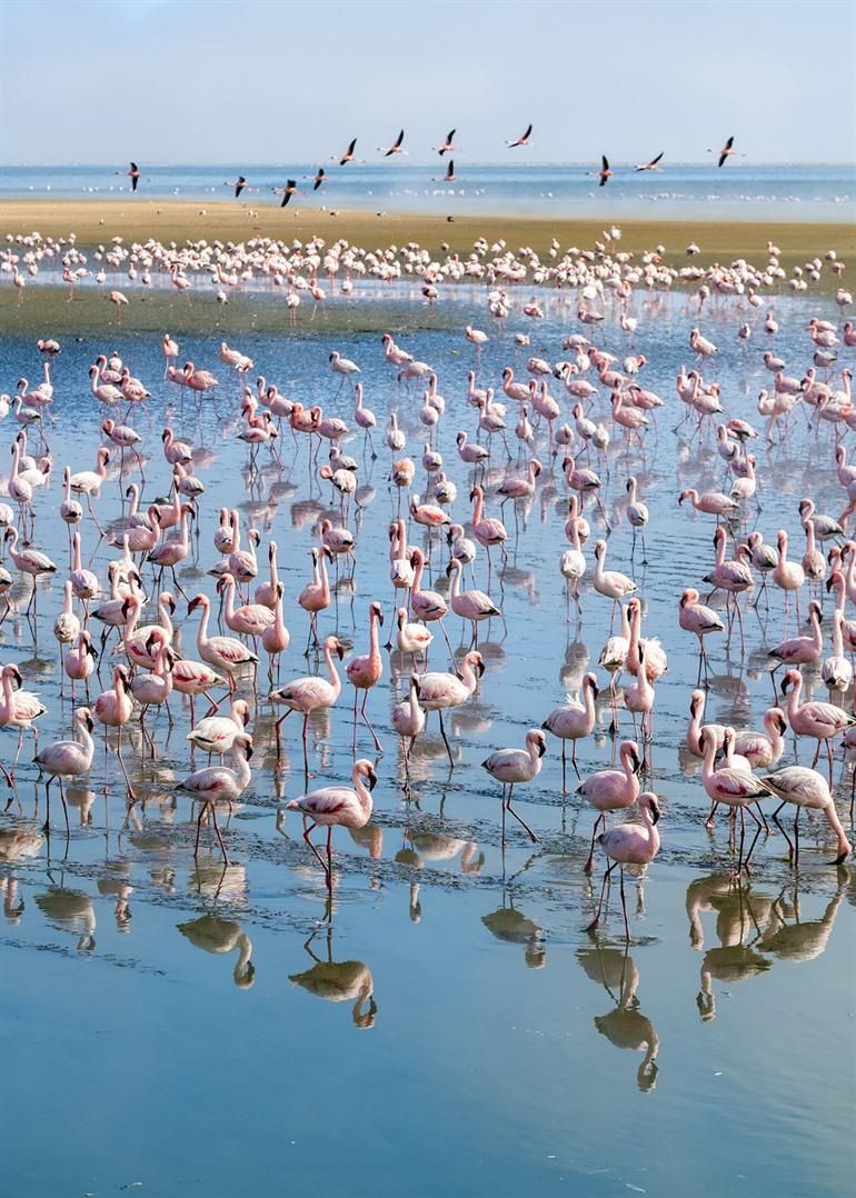 Flamingo's spotten Walvis Bay