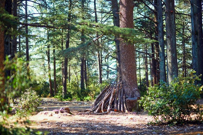 Forêt des Cèdres in Bonnieux, Luberon