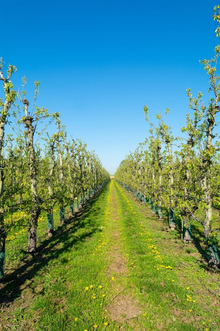 Fruitbomen in Haspengouw, Limburg