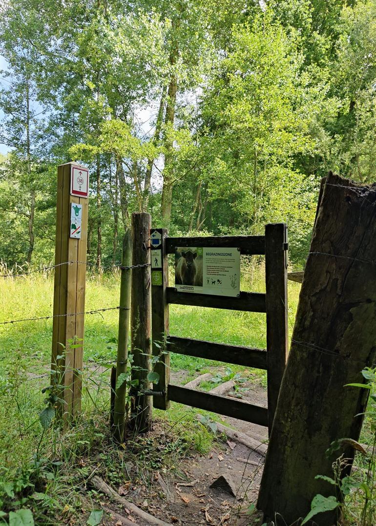 Galloways tijdens je wandeling door de Wellemeersen