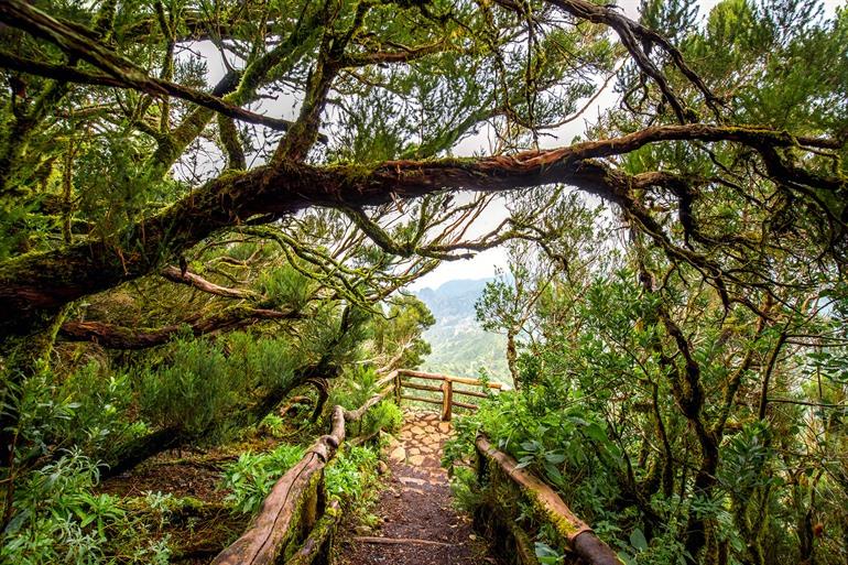 Garajonay Nationaal Park, La Gomera