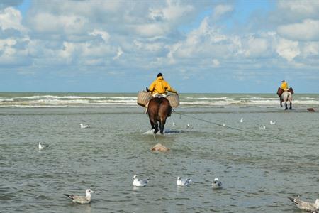 Garnaalvissers te paard in Oostduinkerke