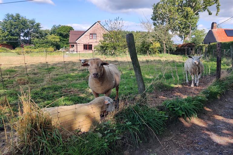 Geitjes langs de Oosterzele Bunkerroute