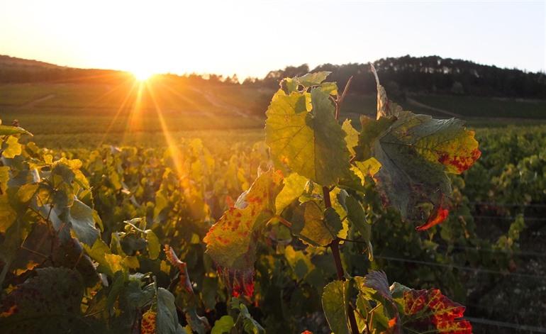 Golden hour, prachtig licht om foto's te maken