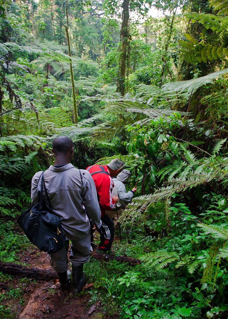 Gorilla trekking in Bwindi, Oeganda