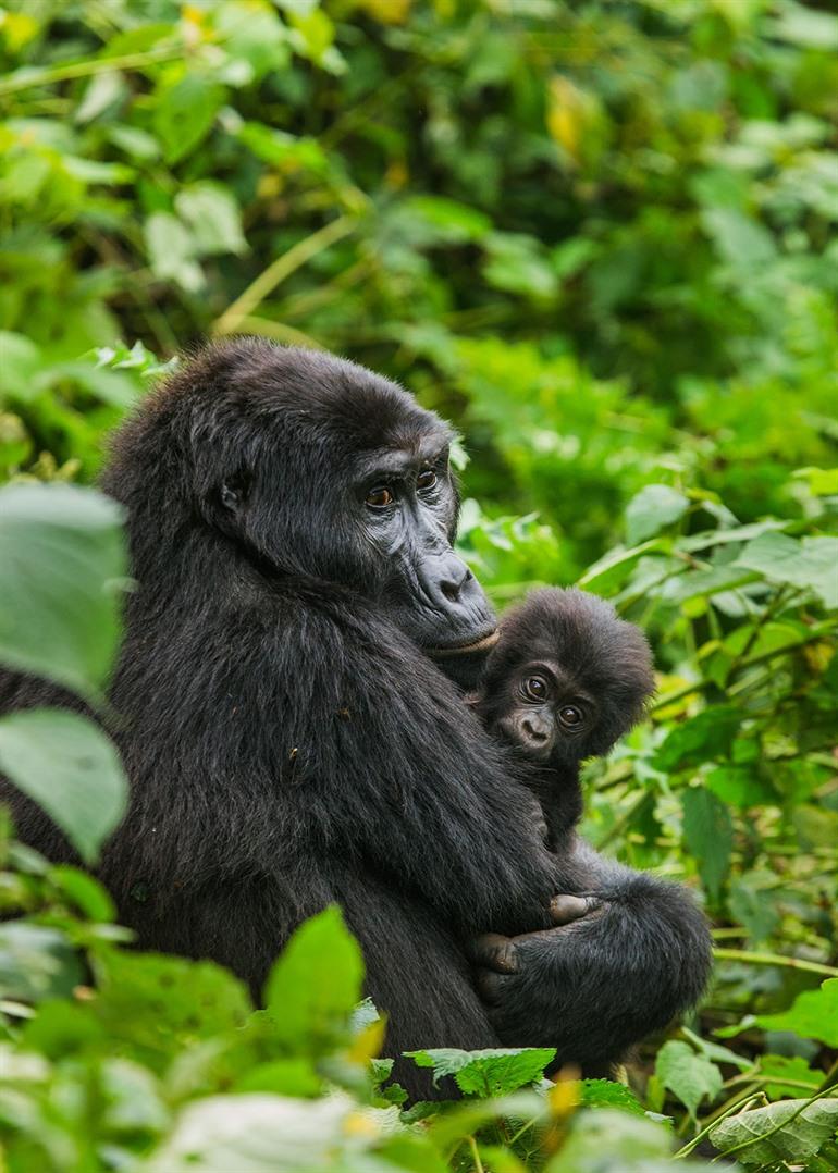 Gorilla trekking in Bwindi, Oeganda