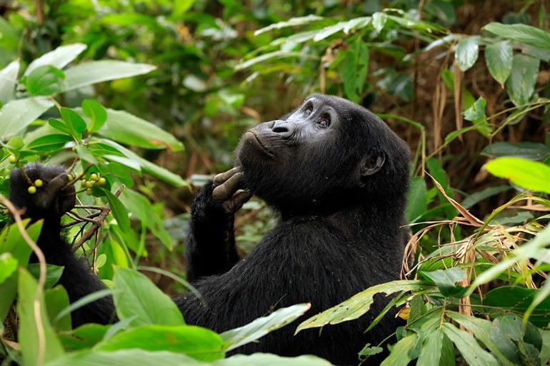 Gorilla trekking in Oeganda