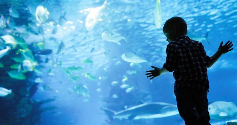 Grand Aquarium in Hurghada, Egypte