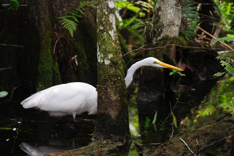 Great White Heron National Wildlife Refuge
