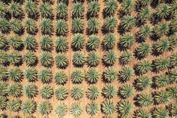 Greening the Desert, Jordanië