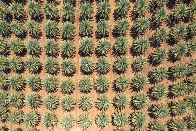 Greening the Desert, Jordanië