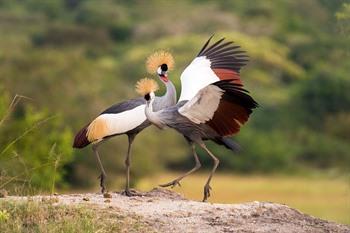 Grijskroonkraanvogel (de nationale vogel van Oeganda)