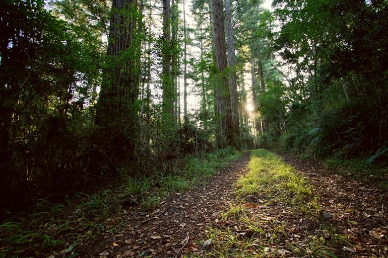 Grootvadersbosch Nature Reserve