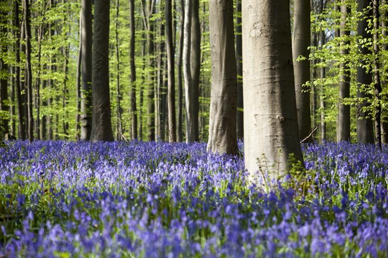 Hallerbos, Boshyacinten