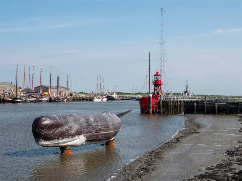 Harlingen walvis