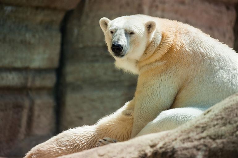 Hellabrunn Zoo, München