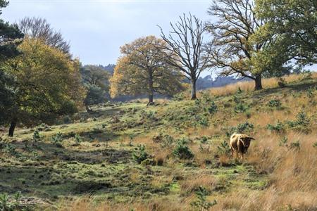 Beleef een heerlijke herfst op de Veluwe: onze tips voor je bezoek