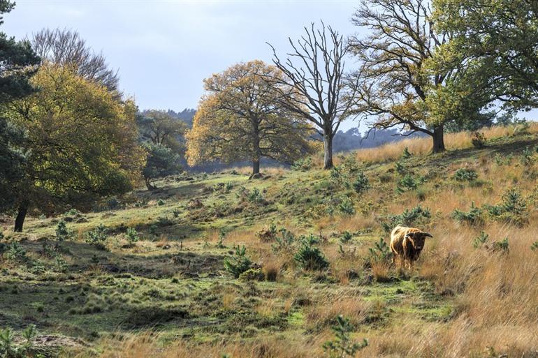 Herfst op de Veluwe
