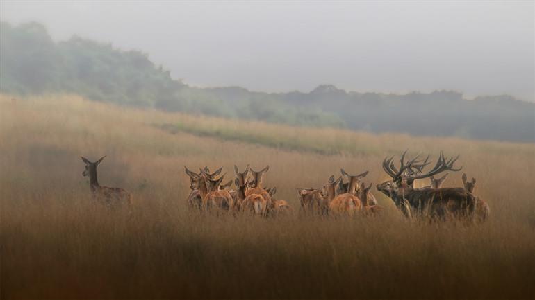 Herten in de Hoge Veluwe, Gelderland 