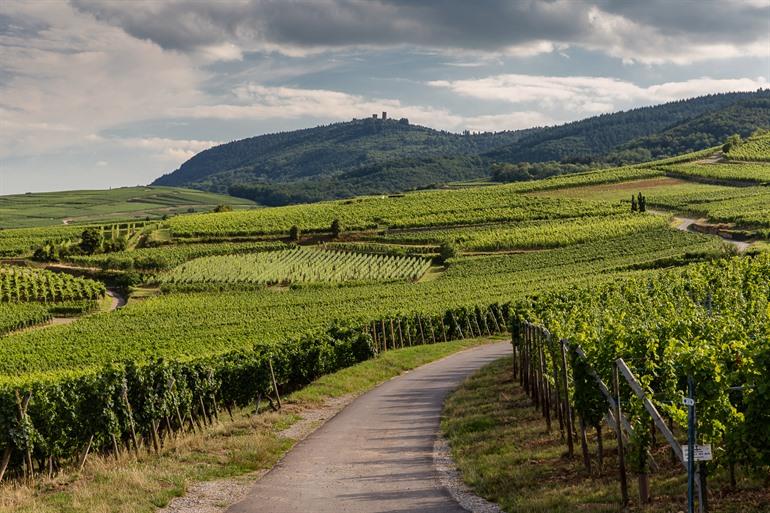 Het bosgebied achter de vele wijngaarden