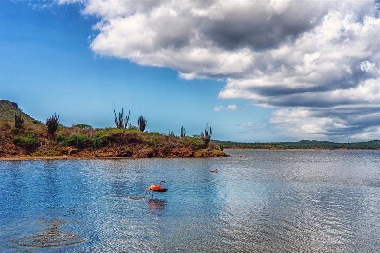 Het Goto-meer, Bonaire