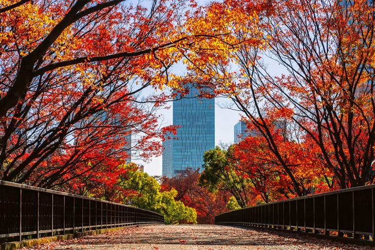 Het Yoyogi Park in de herfst