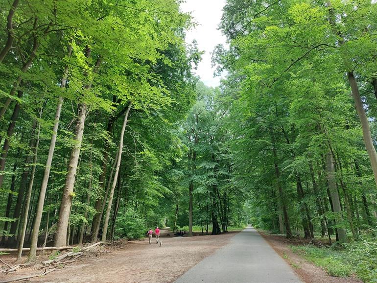 Het Zoniënwoud, Brussel