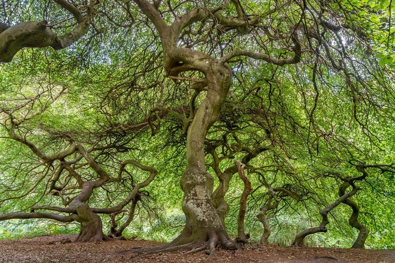 Hexenwald Krüppelbuchen, Lietzow, Duitsland