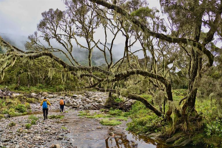 Hiken door het Rwenzori Mountains National Park