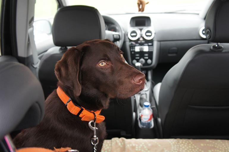 Hond in de auto vervoeren? 5 veilige tips