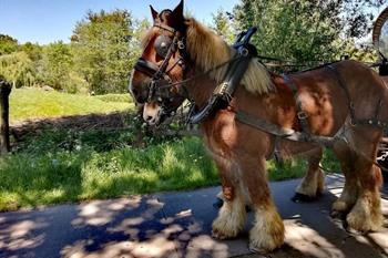 Huifkarrentocht Weg van Wetteren