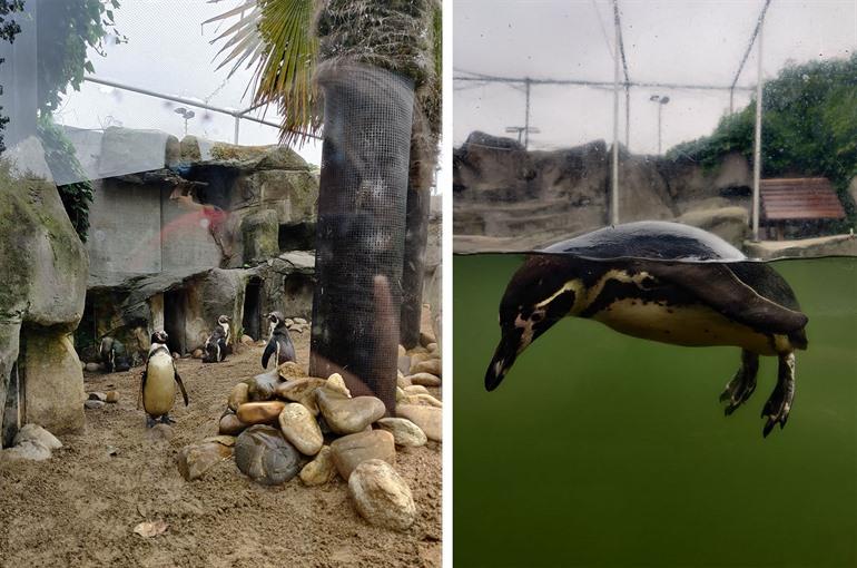 Humboldt-pinguïns in SEA LIFE bezoeken