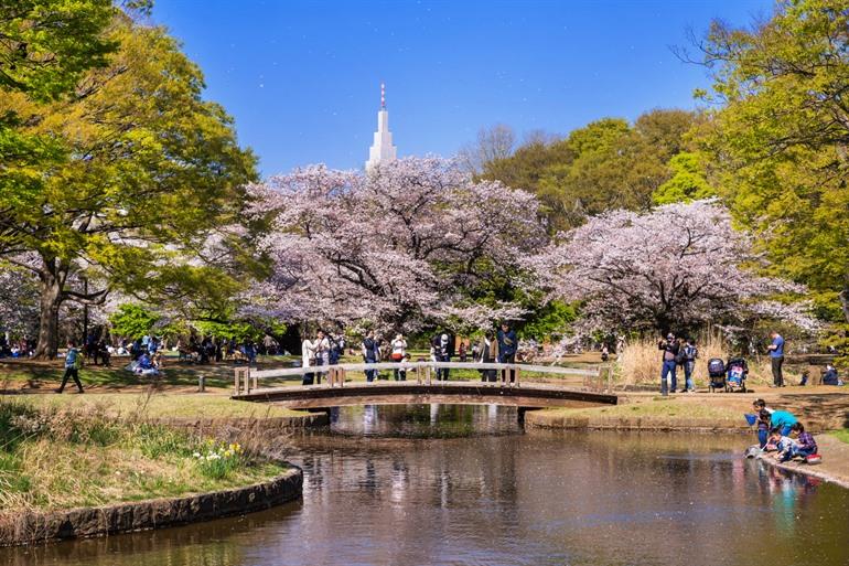 In de lente bloeien de sakura in het Yoyogi Park
