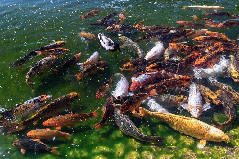 Japanse karper of Koi in de Japanse Tuin