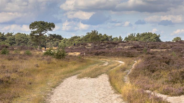 Kalmthoutse heide, Antwerpse Kempen