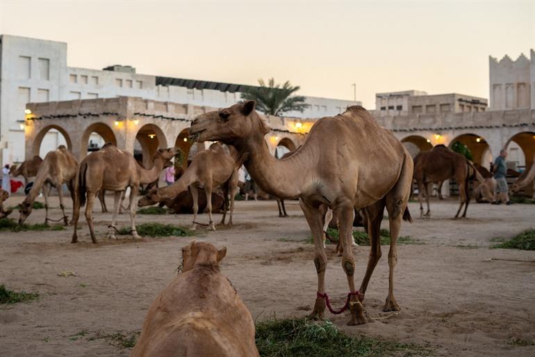 Kamelen aaien bij Souq Waqif.