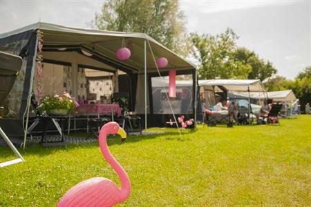 Kampeerplaats of lodge boeken bij Camping Zonneweelde