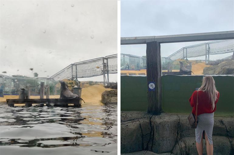 Kan jij de zeehonden en zeeleeuwen in SEA LIFE Blankenberge spotten?