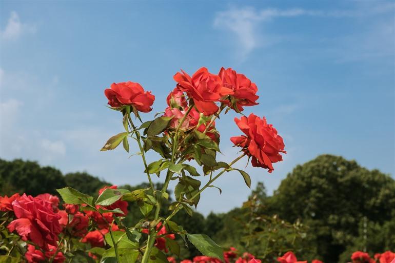 Kanegemse rozen, Brugse Ommeland