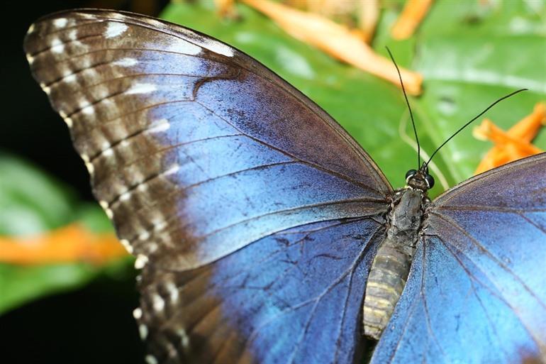 Key West Butterfly and Nature Conservatory
