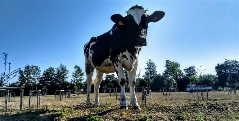 Kinderboerderij ’t Land van Vlierbos