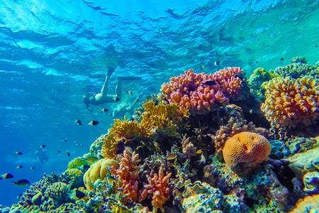 Kleurrijke onderwaterwereld van Bonaire