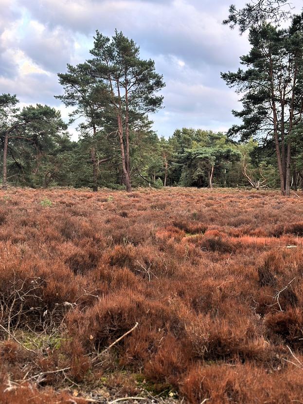 Klimaatroute Zeisterbos, Utrechtse Heuvelrug