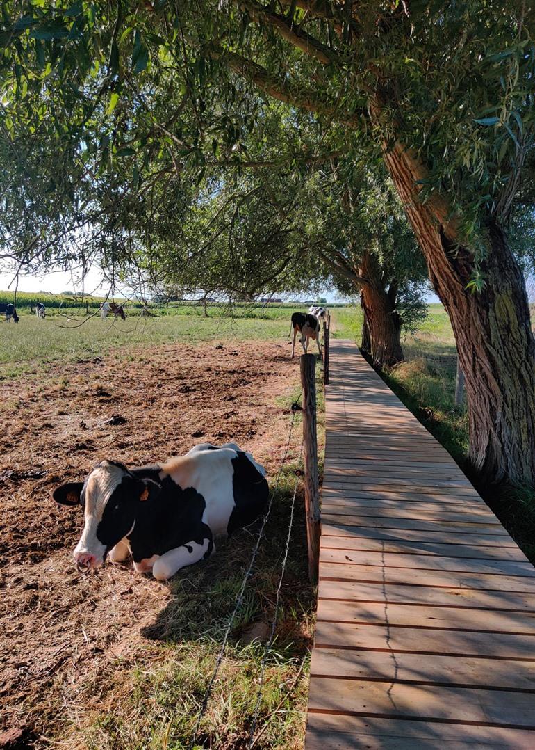 Knuppelpad op de Bunkerroute Oosterzele