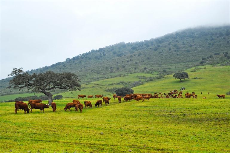 Koeien in de buurt van de stad Monesterio
