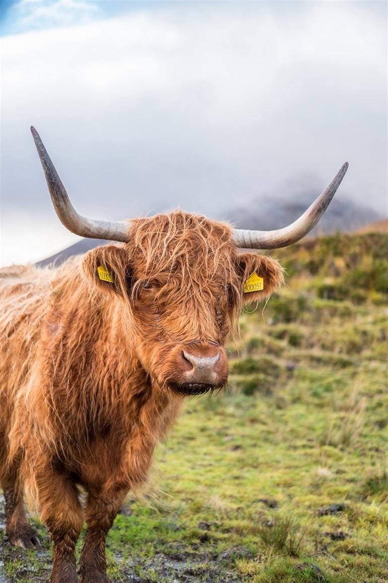 Koeien op Isley of Skye - Schotland